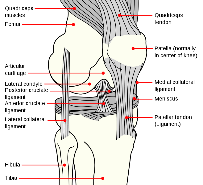 Knee, Ligament, ACL, PCL, and MCL